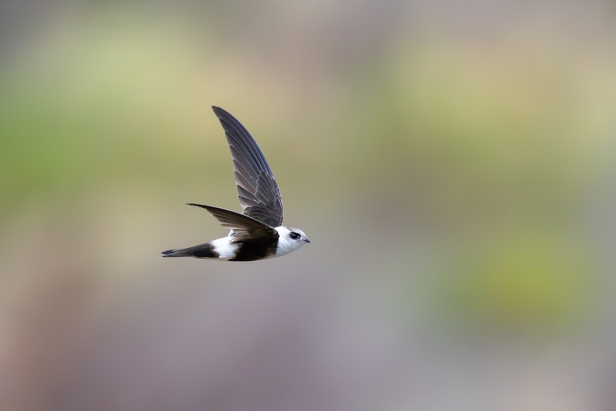 Andean Swift - ML646791256