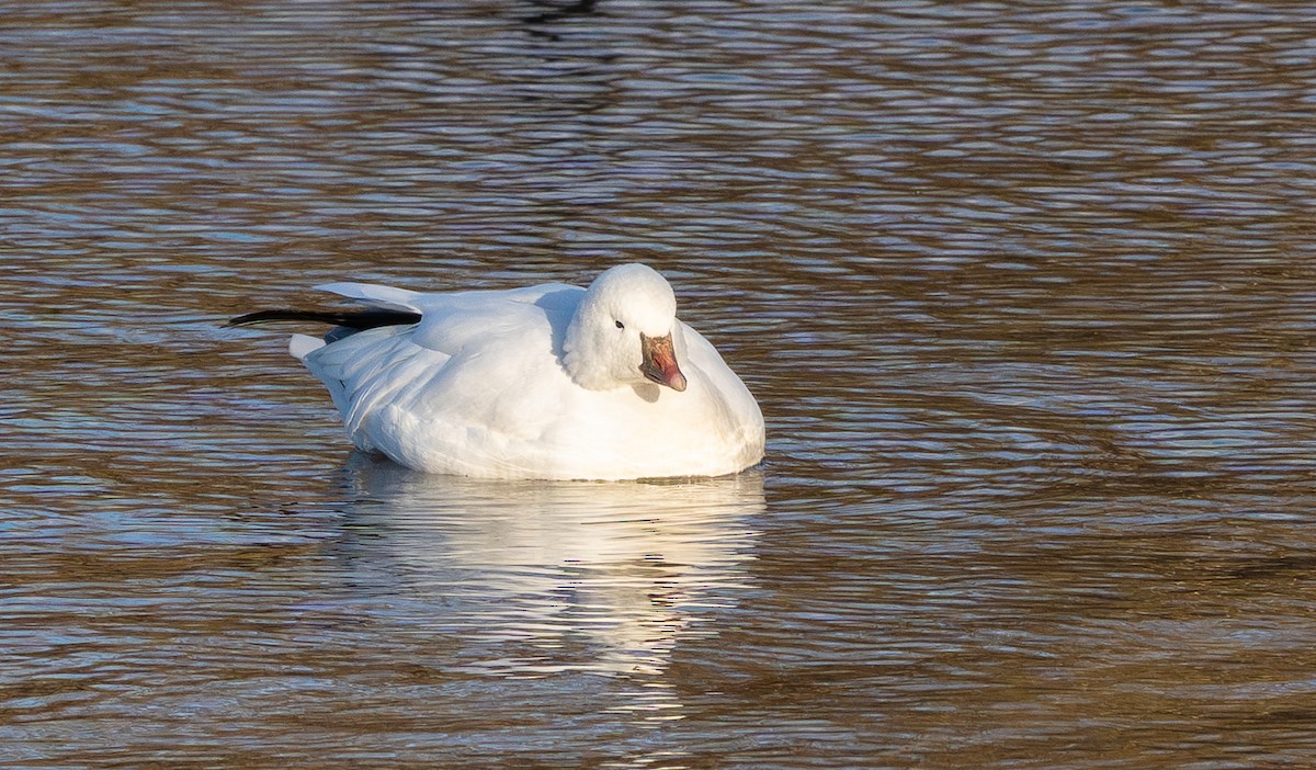 Oie de Ross - ML646791257