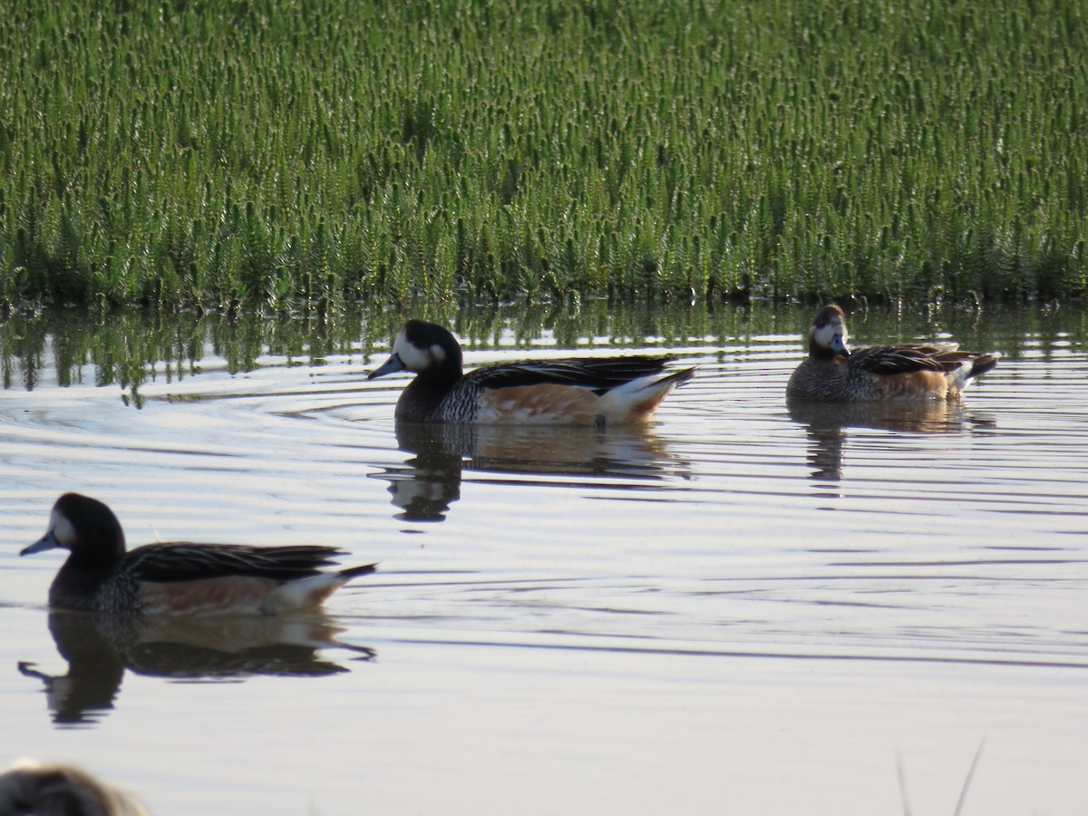 Sarcelle bariolée - ML646791259