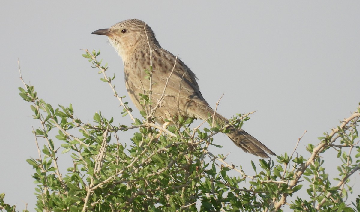 Cratérope afghan - ML646791260