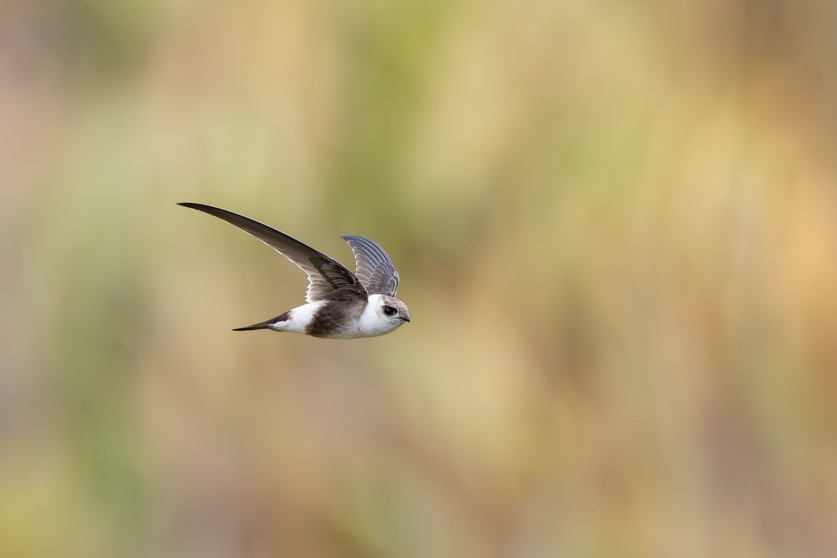 Martinet des Andes - ML646791261