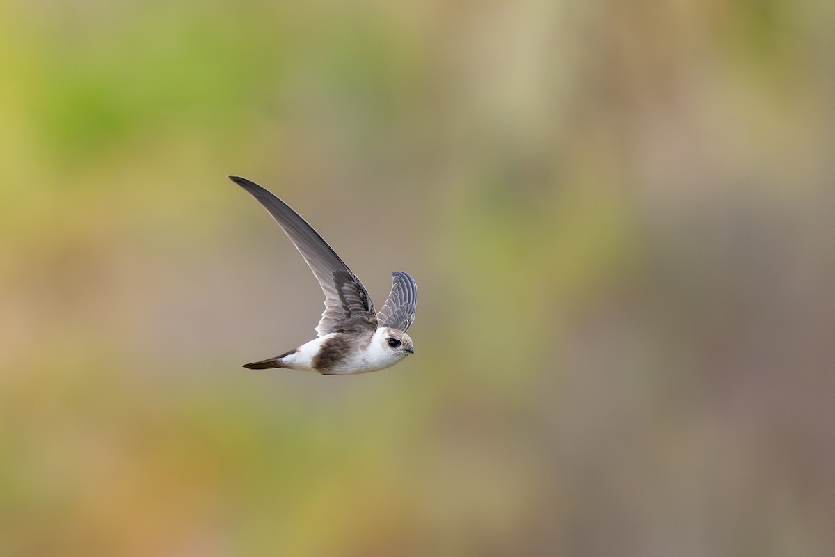 Martinet des Andes - ML646791262