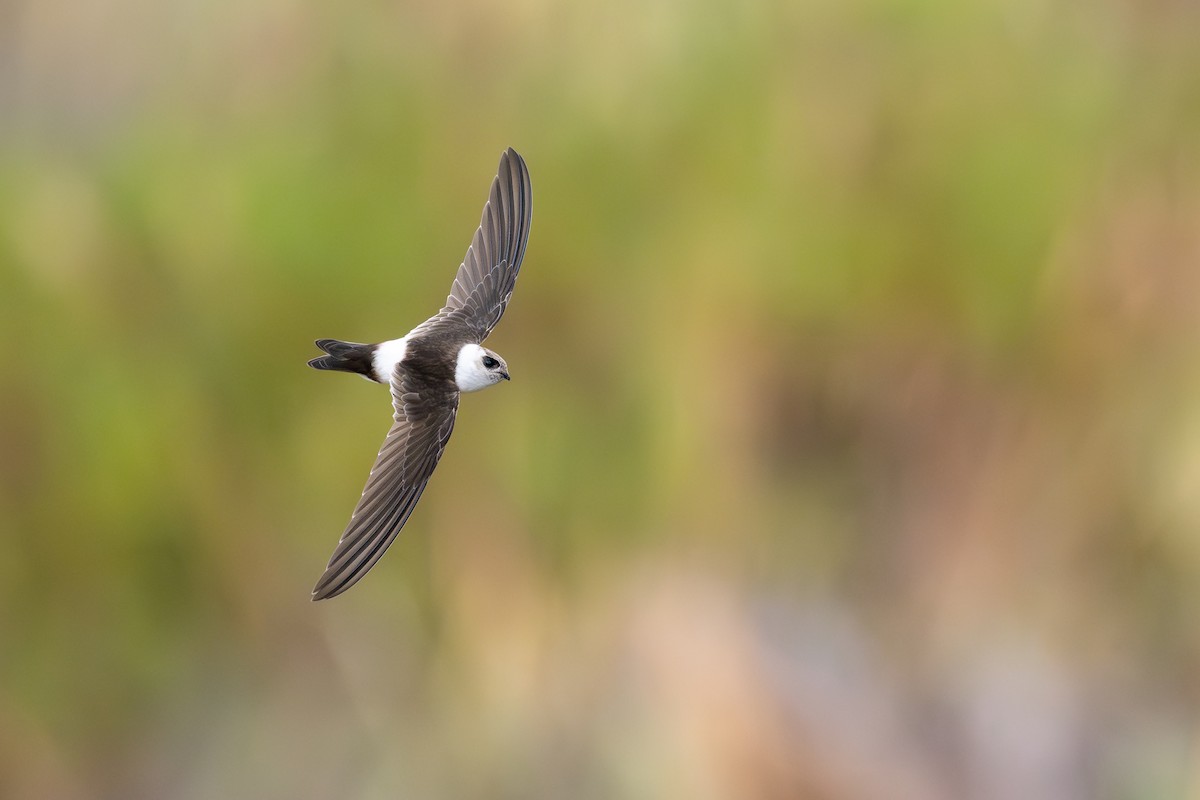 Martinet des Andes - ML646791263