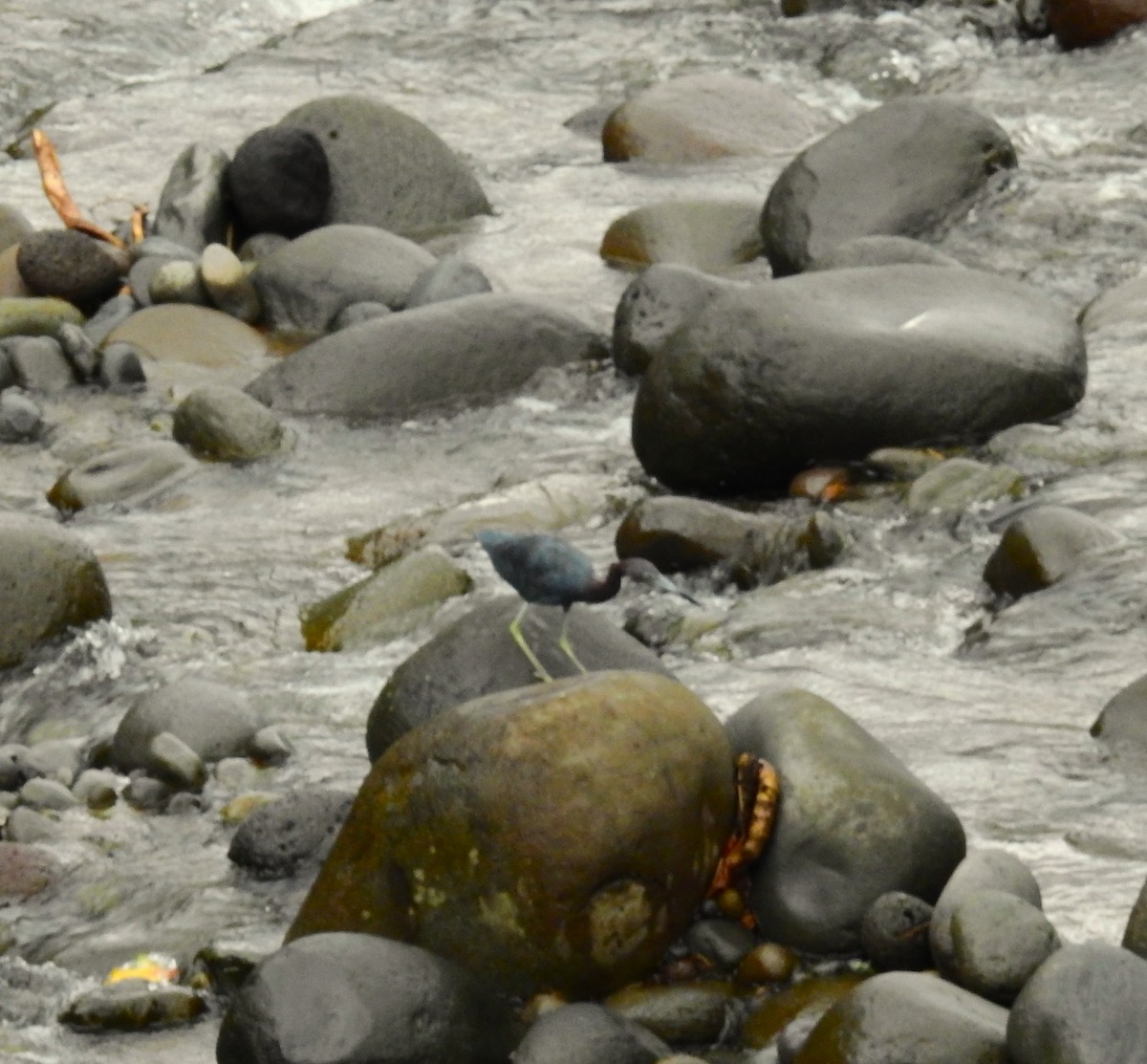 Aigrette bleue - ML646791264