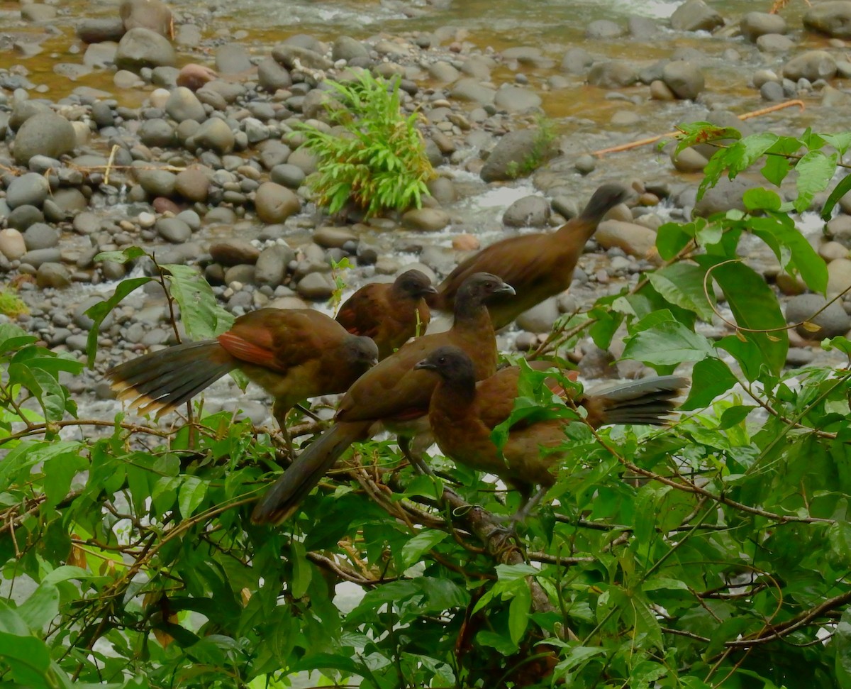 Aigrette bleue - ML646791265
