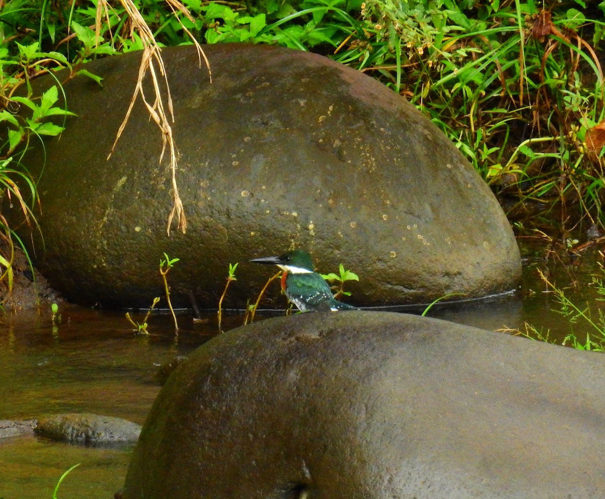 Aigrette bleue - ML646791266