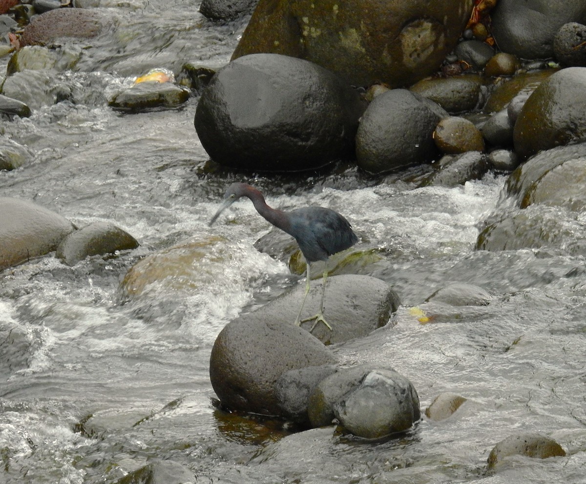 Aigrette bleue - ML646791267