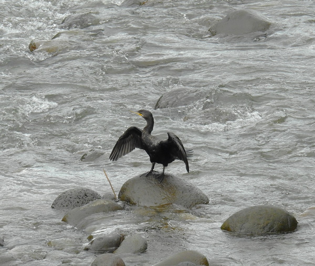 Aigrette bleue - ML646791268