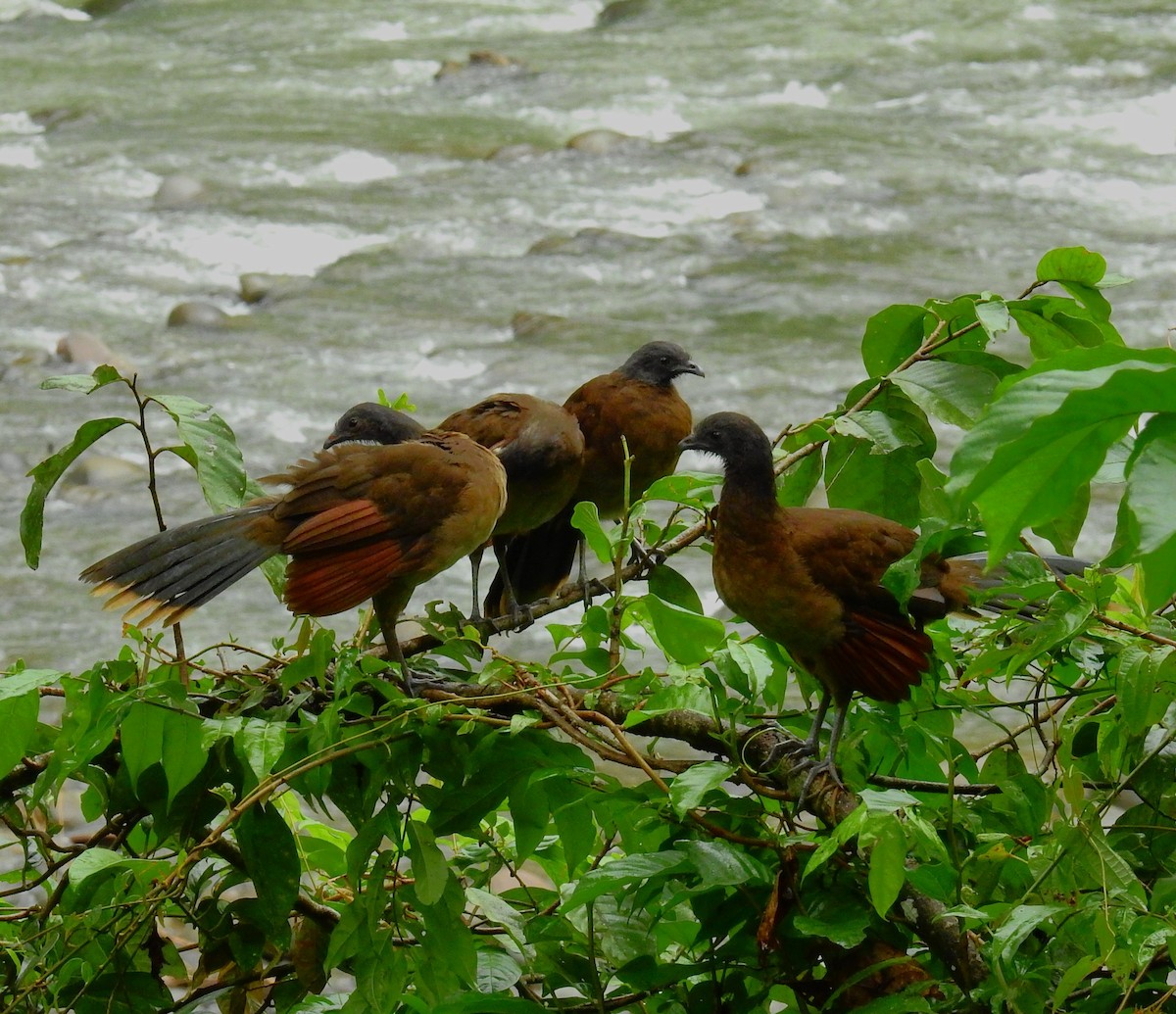 Aigrette bleue - ML646791269