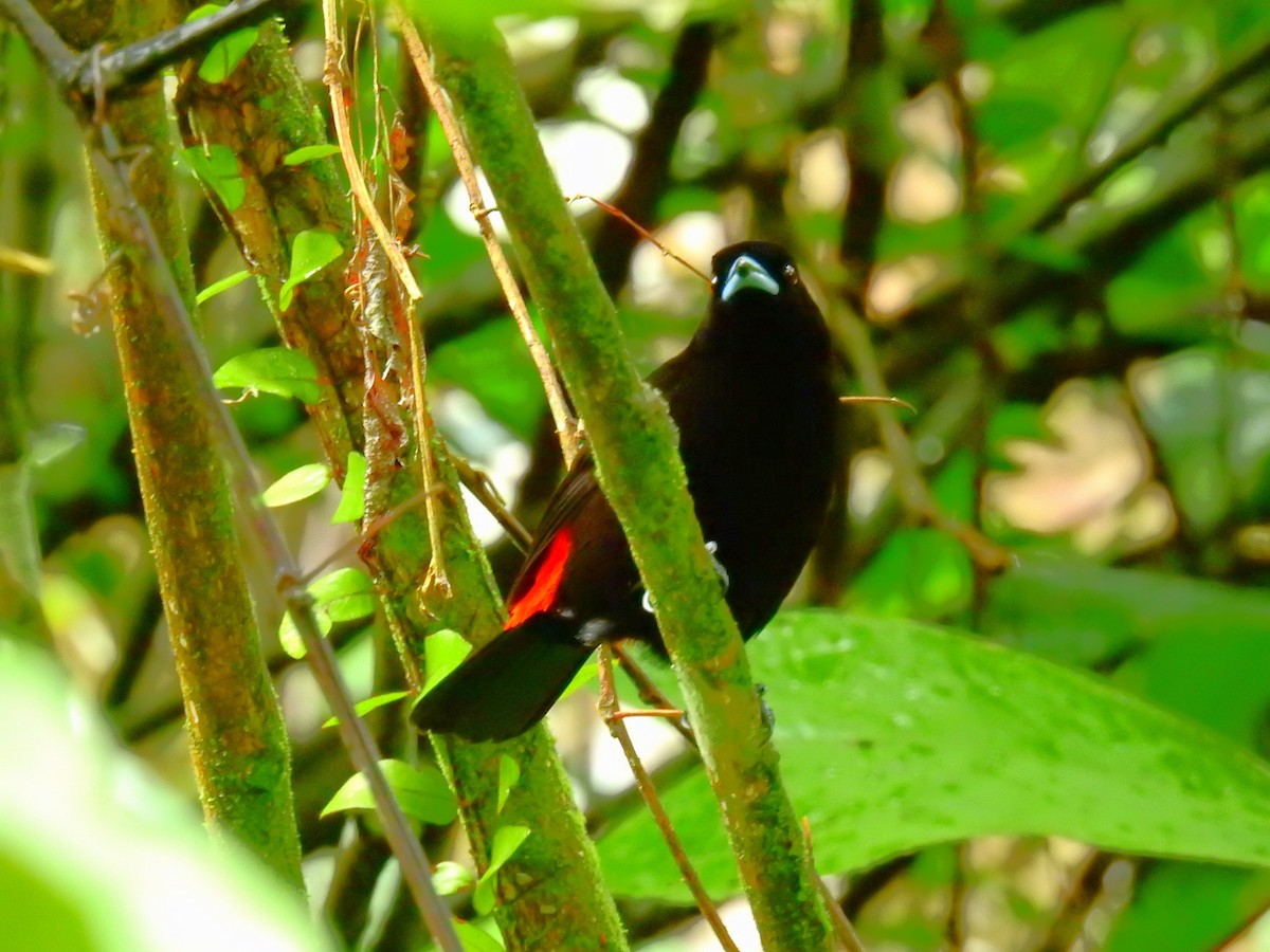 Aigrette bleue - ML646791270