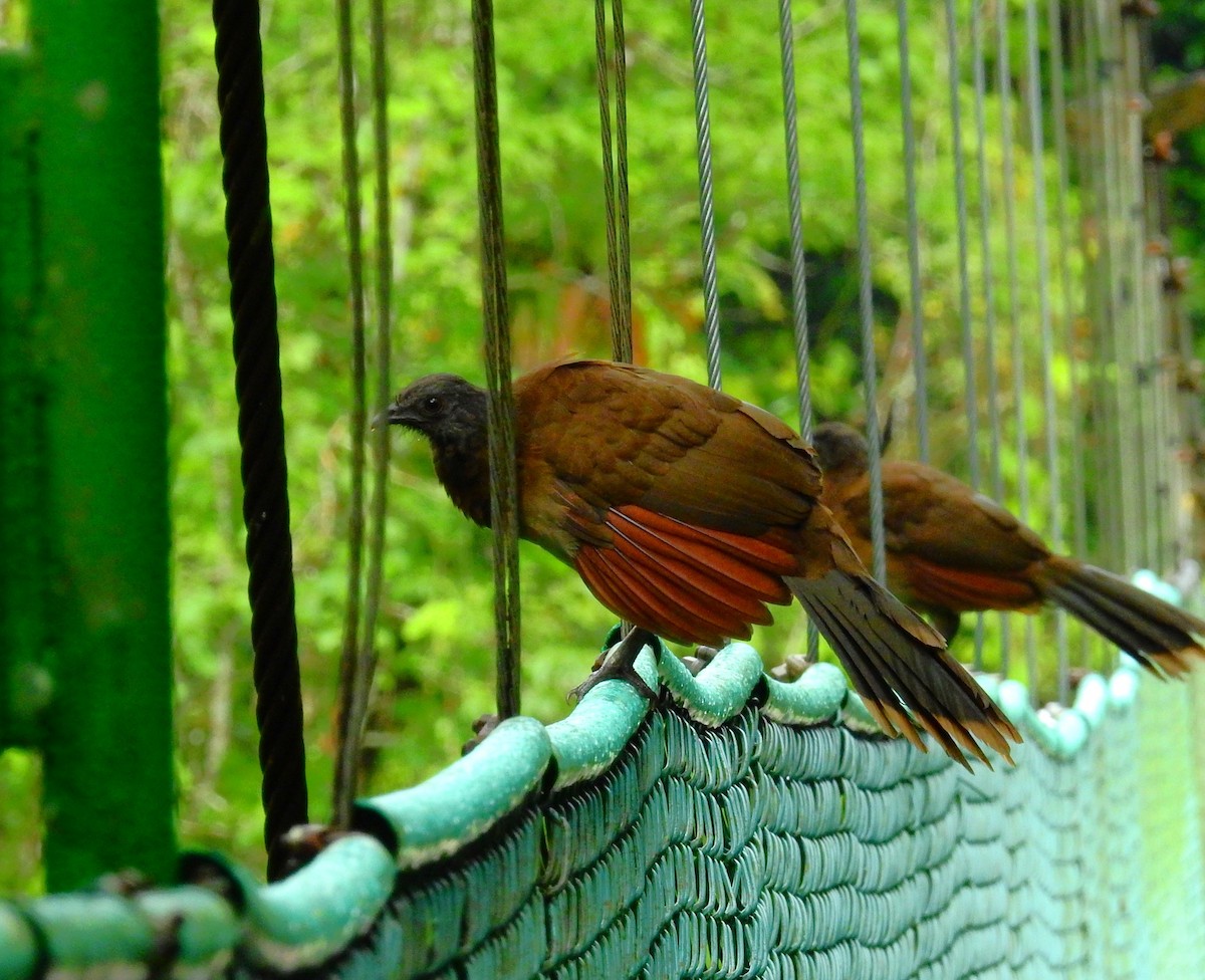 Aigrette bleue - ML646791271