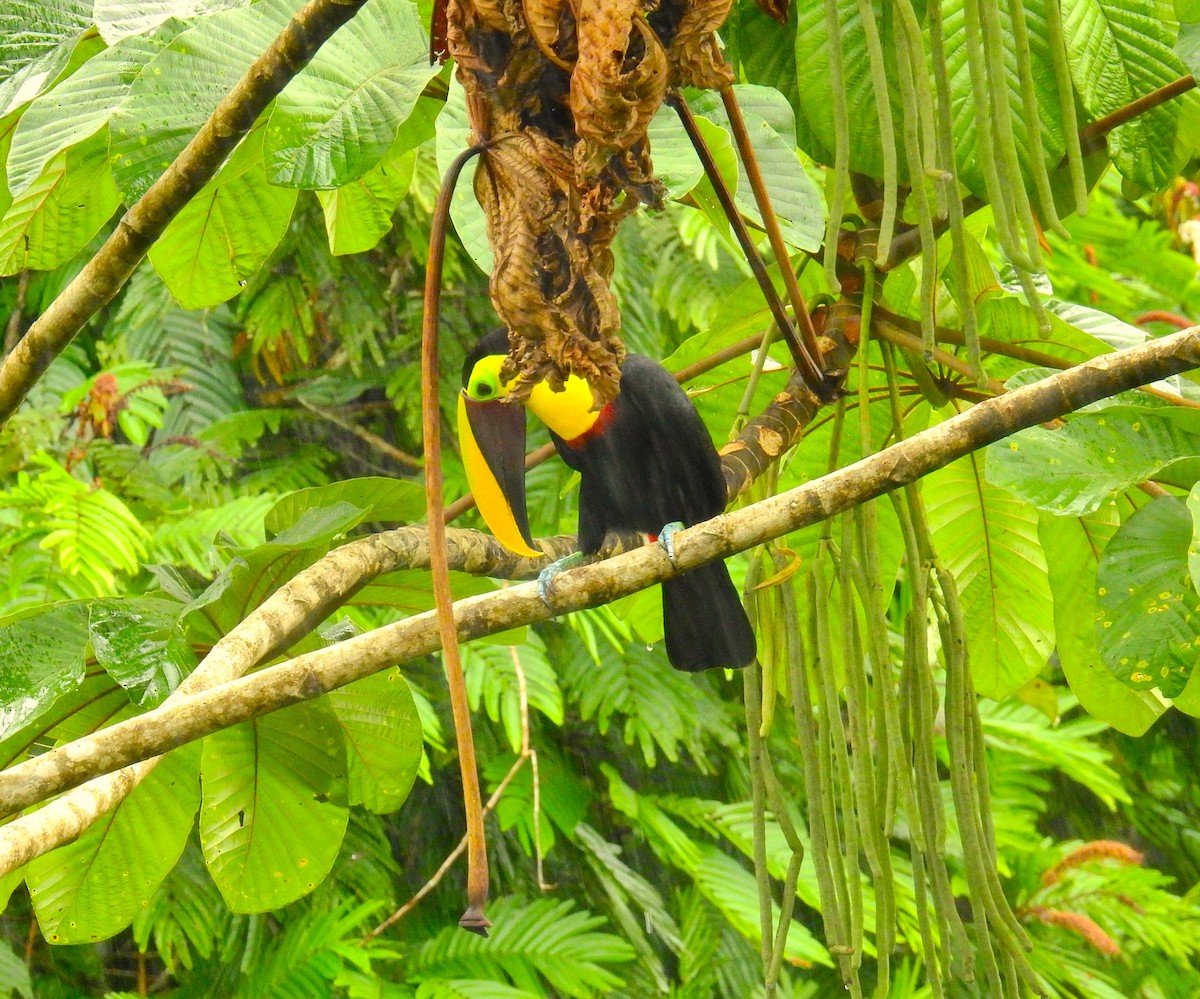 Aigrette bleue - ML646791272