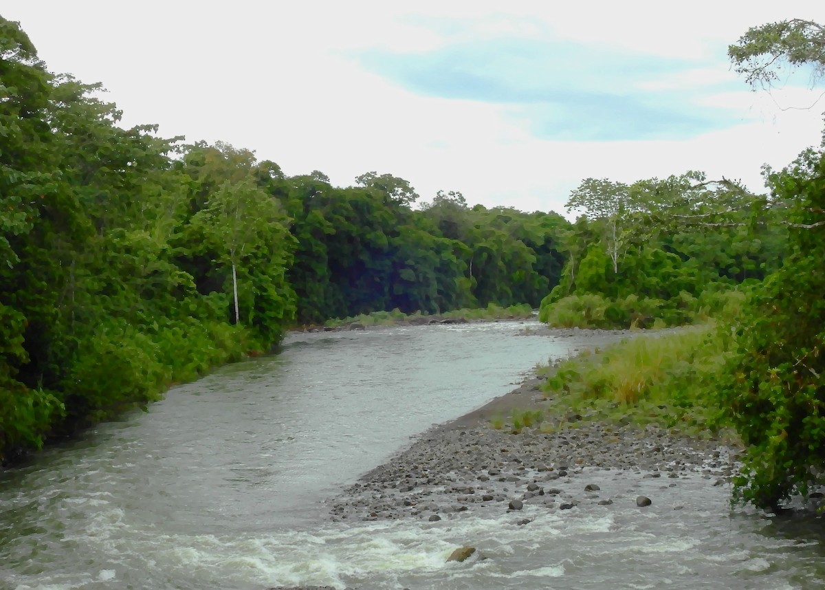 Aigrette bleue - ML646791273
