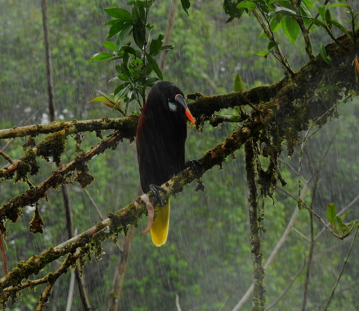 Aigrette bleue - ML646791274