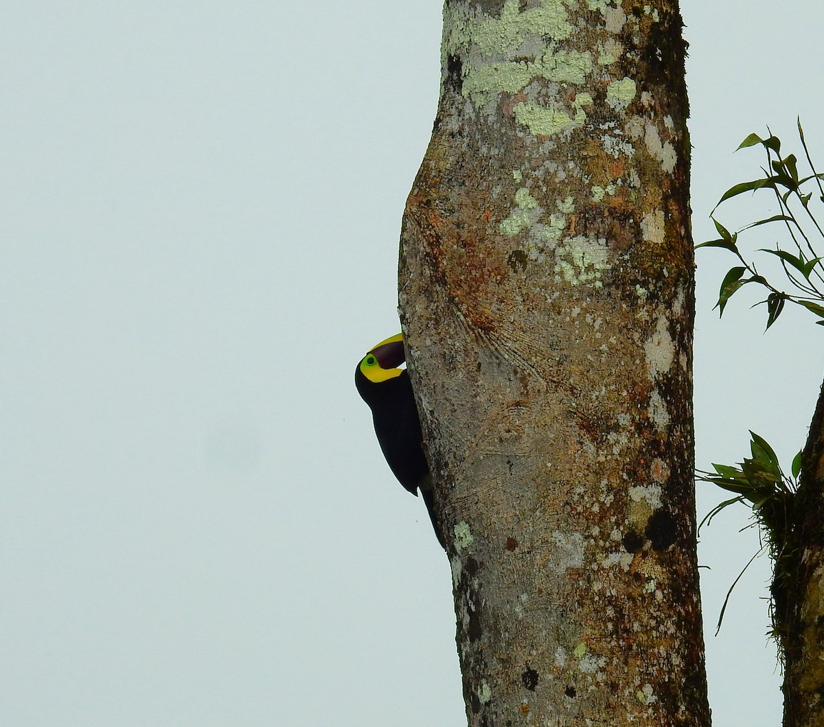 Aigrette bleue - ML646791275