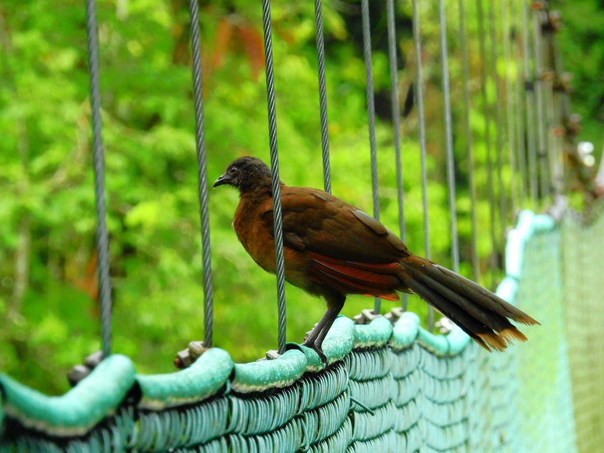 Aigrette bleue - ML646791276