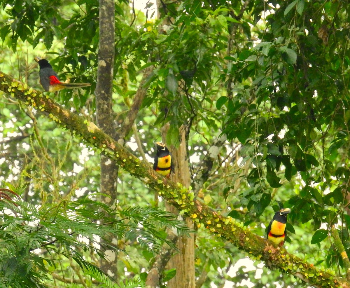 Aigrette bleue - ML646791277