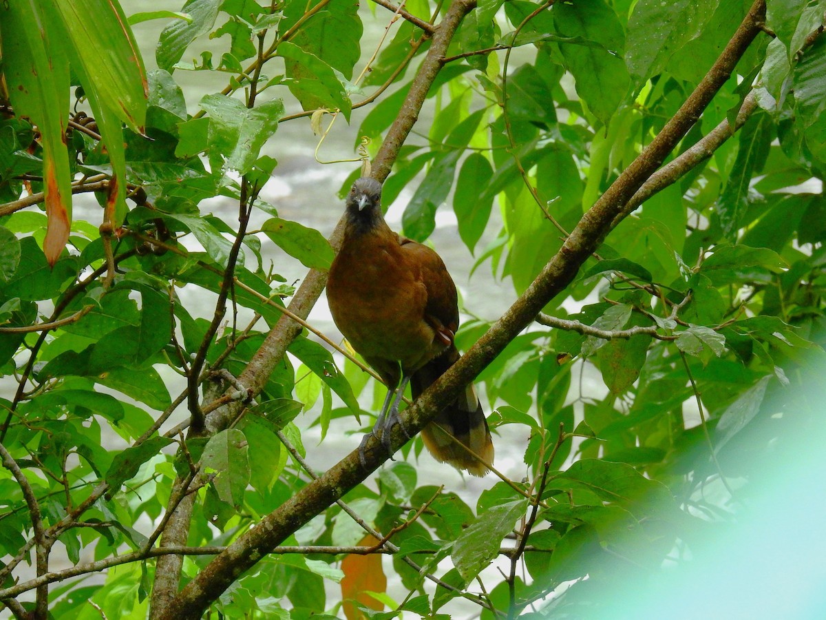 Aigrette bleue - ML646791278