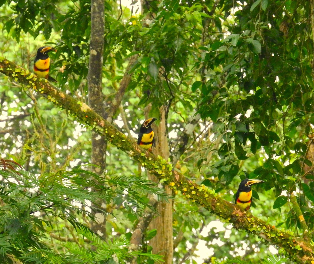 Aigrette bleue - ML646791279