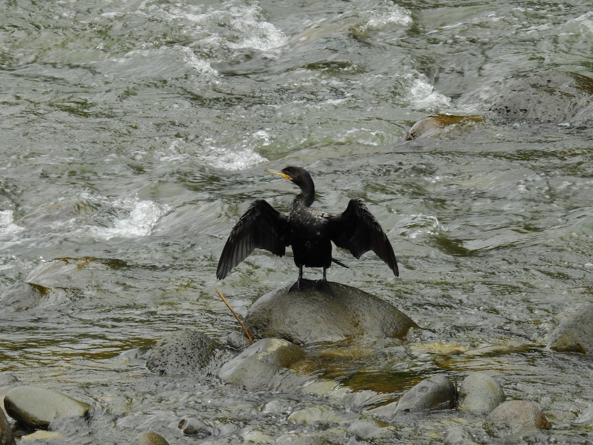 Aigrette bleue - ML646791280