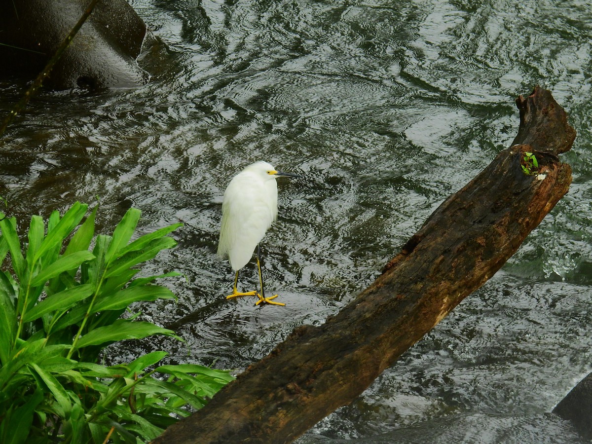Aigrette bleue - ML646791281