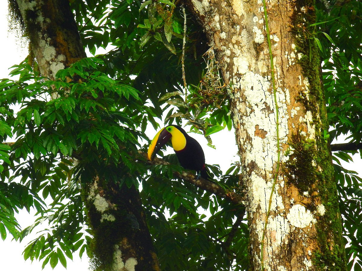 Aigrette bleue - ML646791282