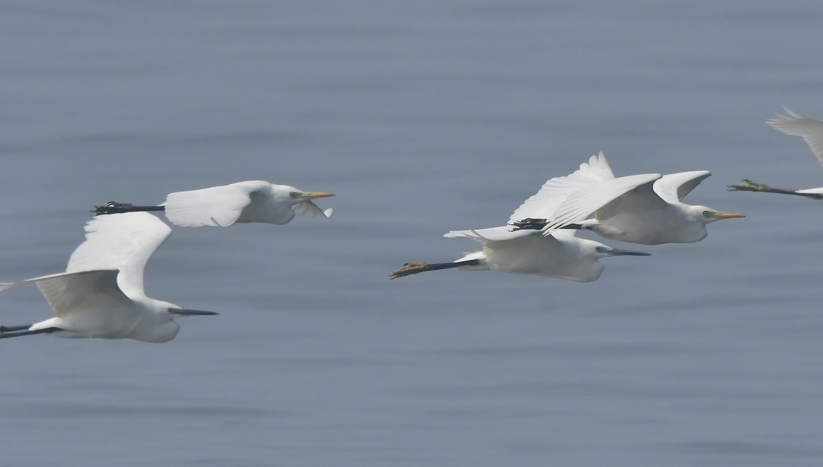 אנפית בקר מזרחית - ML646791283
