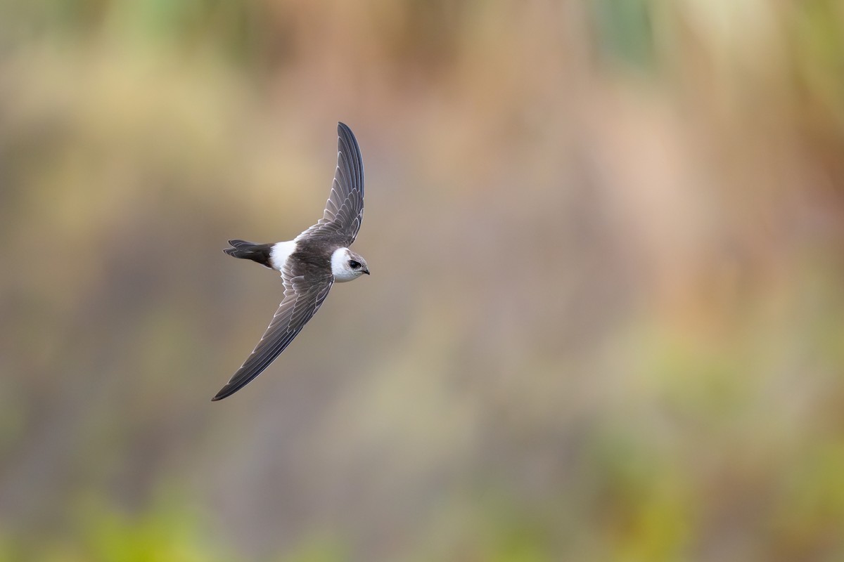 Martinet des Andes - ML646791284