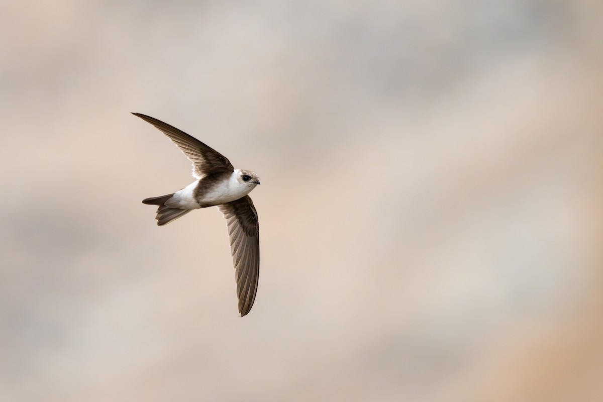 Martinet des Andes - ML646791285