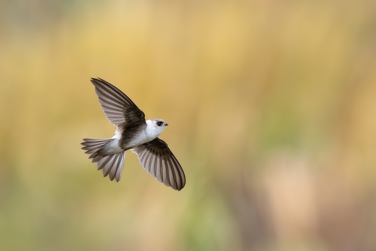 Martinet des Andes - ML646791286