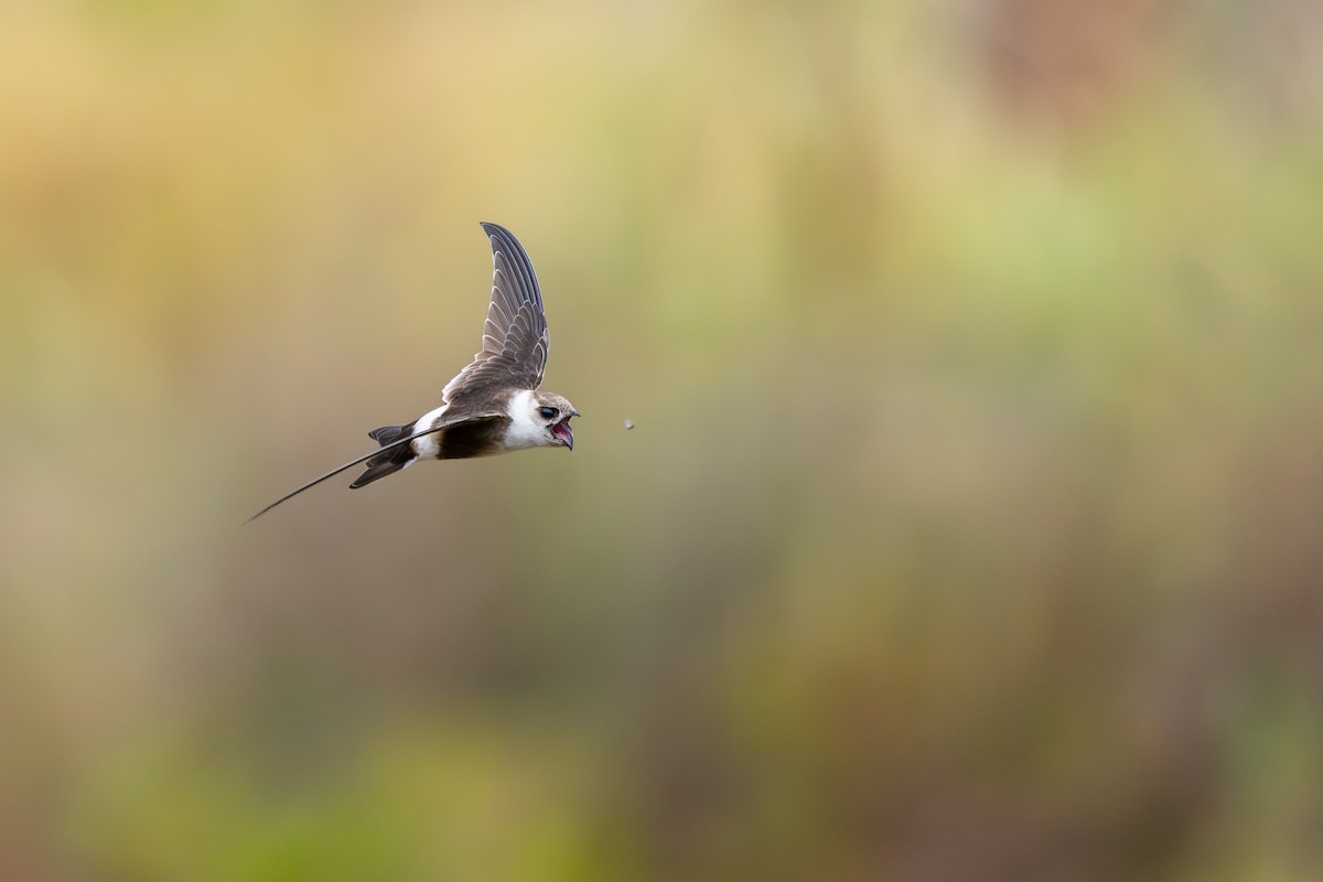 Martinet des Andes - ML646791287