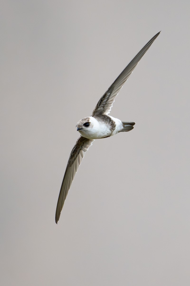 Andean Swift - ML646791288