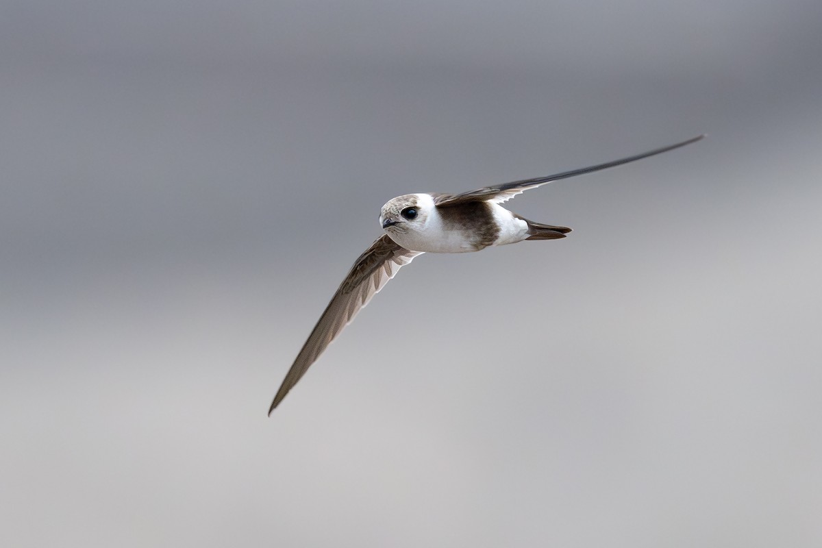 Andean Swift - ML646791290