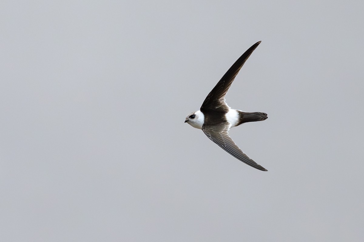 Andean Swift - ML646791291