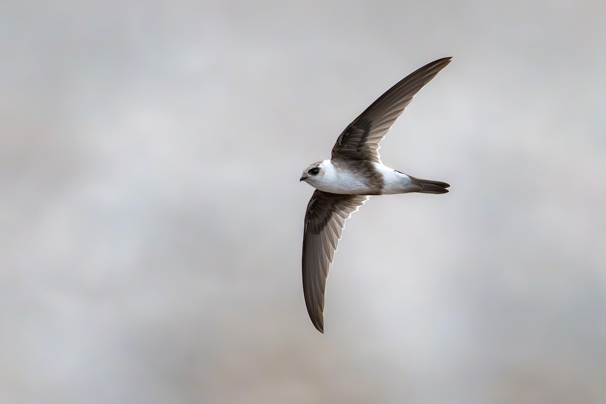 Andean Swift - ML646791292