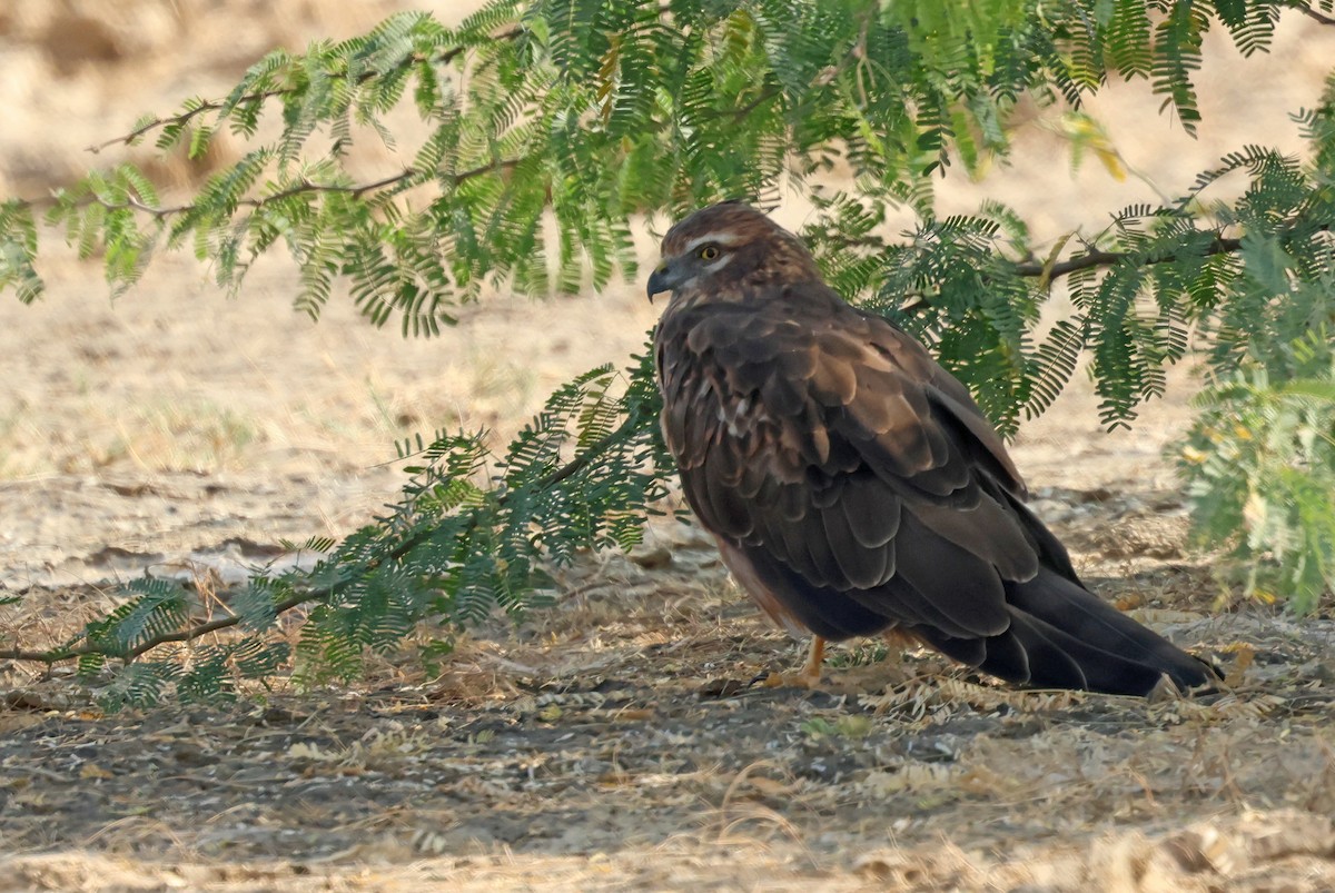 Степной/Луговой лунь - ML646791293