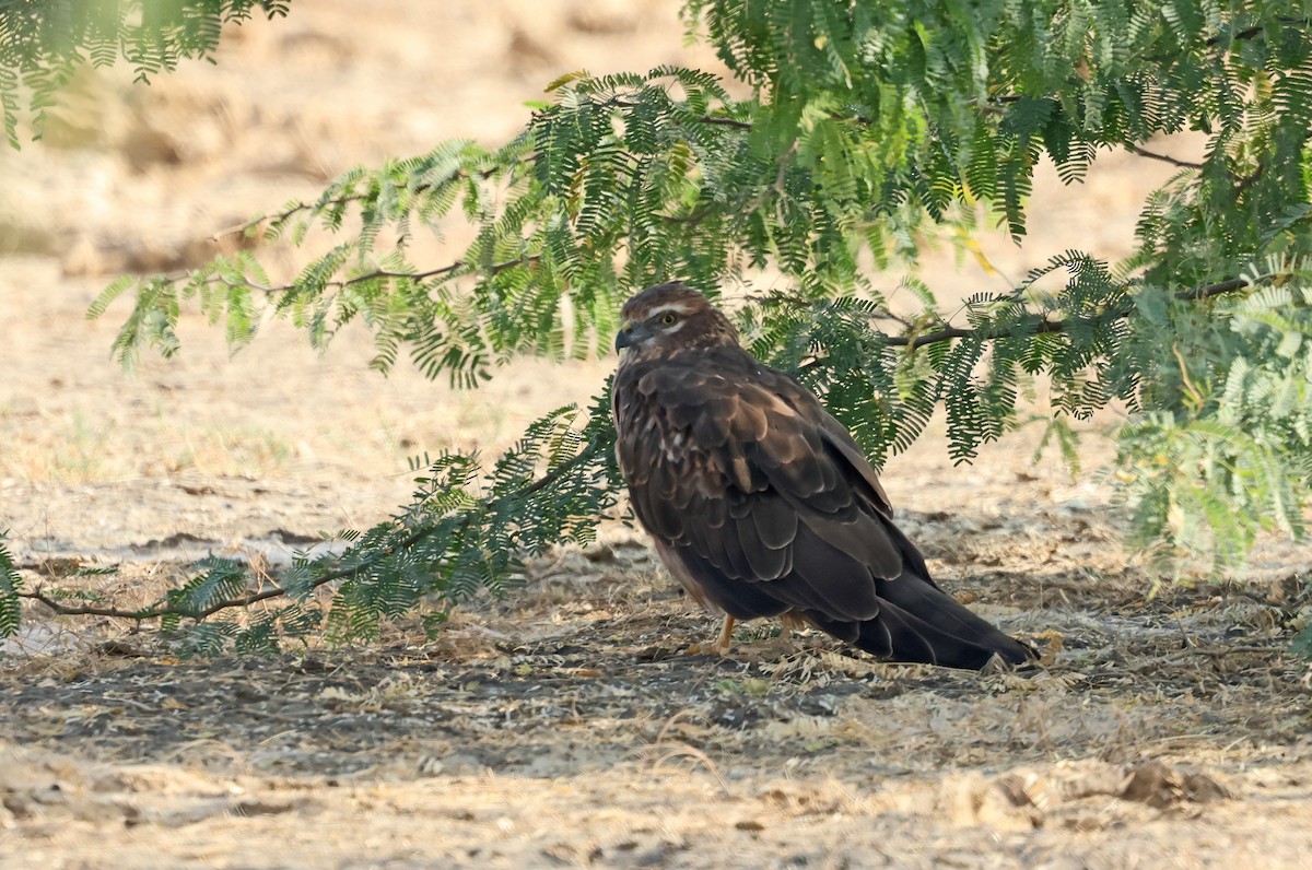 Степной/Луговой лунь - ML646791294