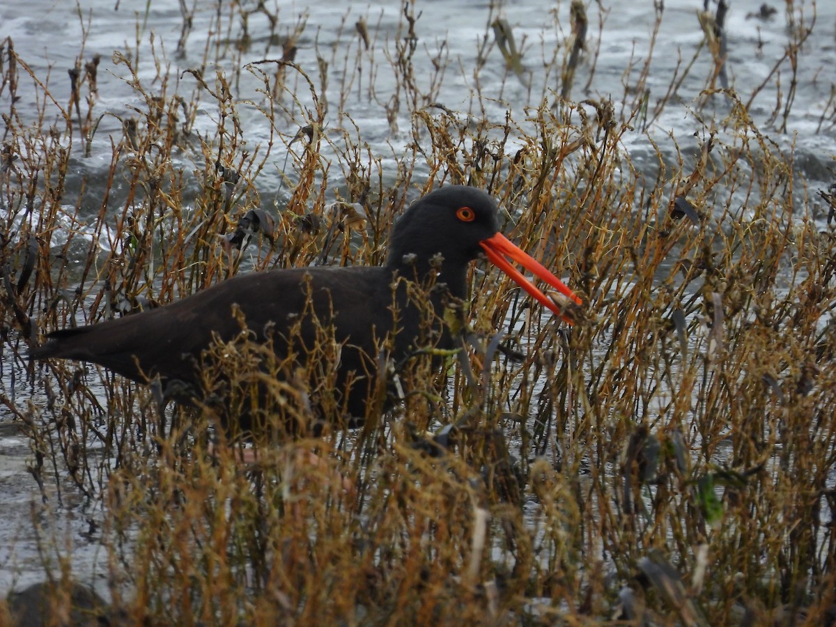 Кулик-сорока чорний - ML646791295