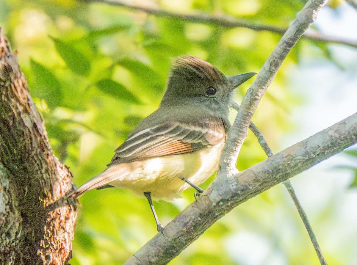 Great Crested Flycatcher - ML646791296