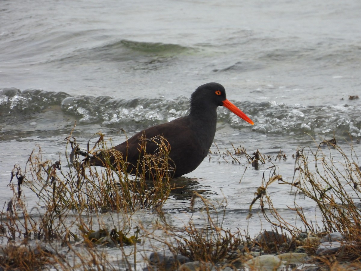 Кулик-сорока чорний - ML646791298