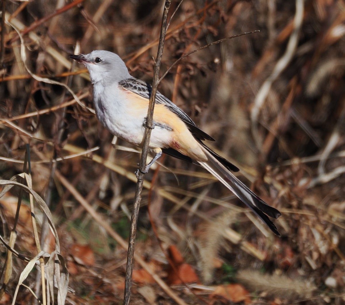Scissor-tailed Flycatcher - ML646791302