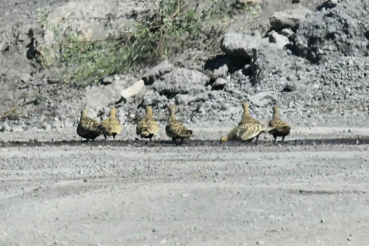 Рыжебрюхий рябок - ML646791304