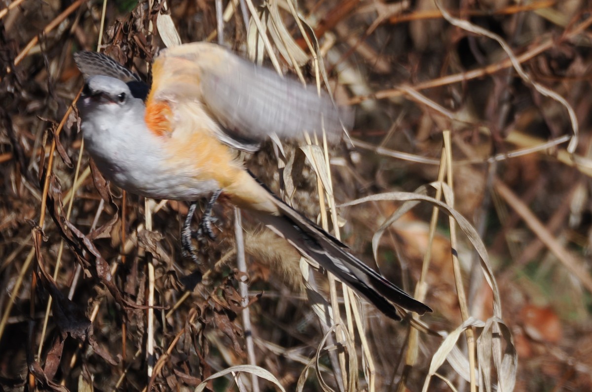 Scissor-tailed Flycatcher - ML646791305