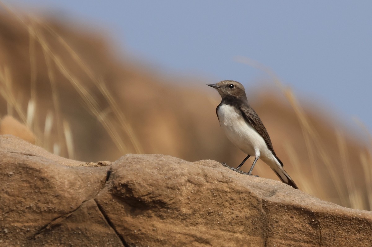 Черная каменка (picata) - ML646791307