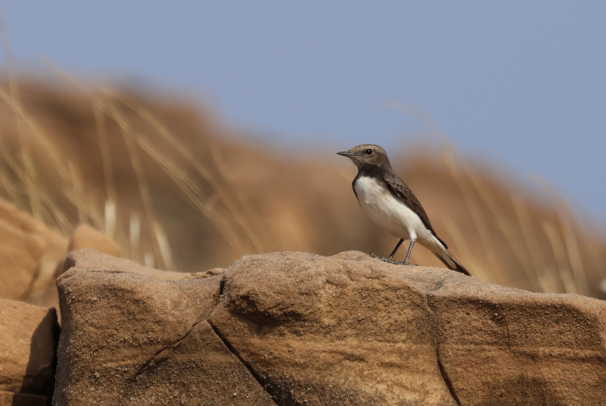 Черная каменка (picata) - ML646791308