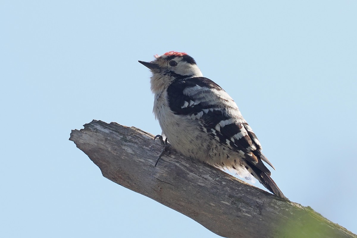 Küçük Ağaçkakan - ML646791310