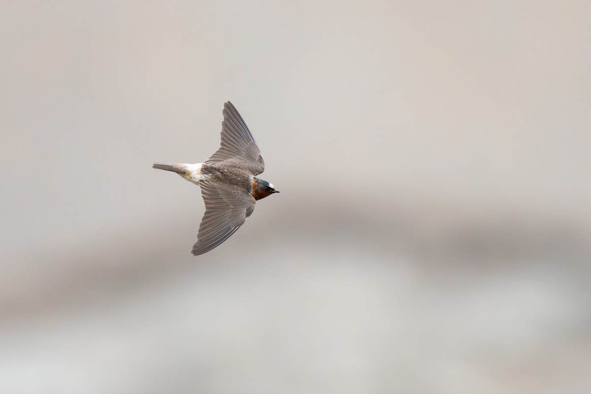 Golondrina Risquera - ML646791311