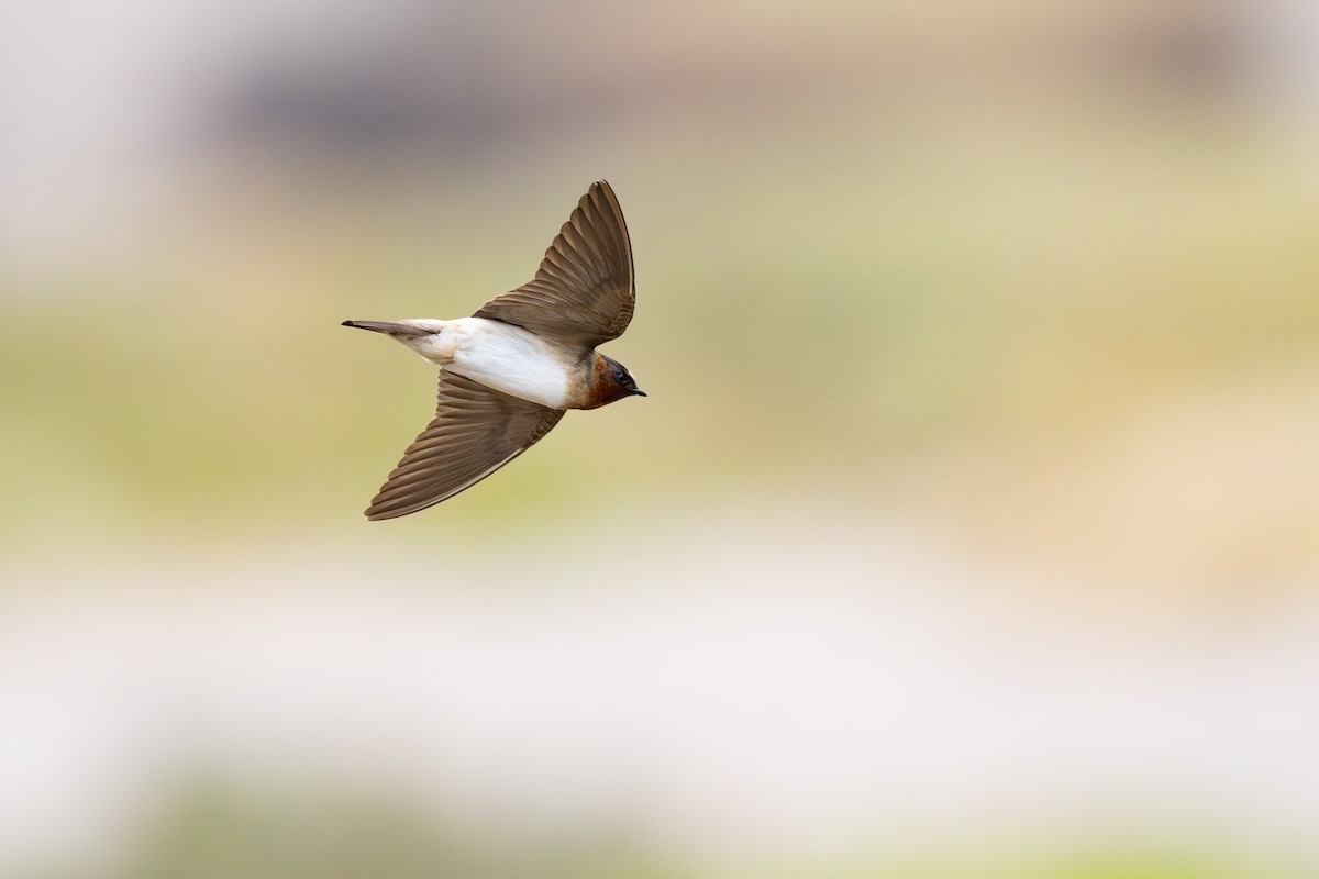 Golondrina Risquera - ML646791313