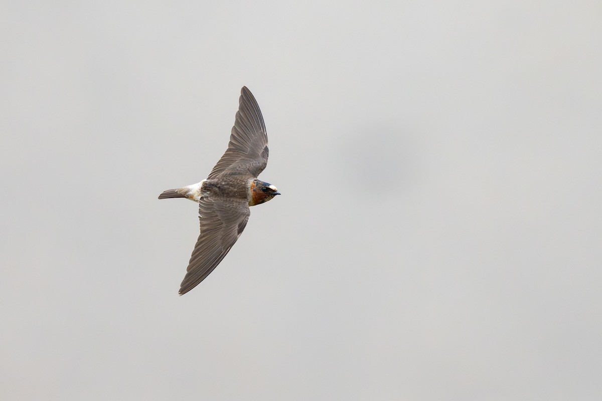 Golondrina Risquera - ML646791314