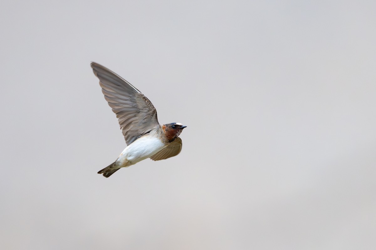 Golondrina Risquera - ML646791315